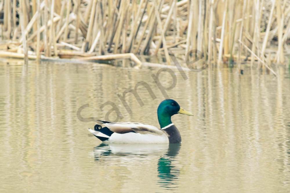 Bird Hunt 21 Photography Art | Photos By Regan