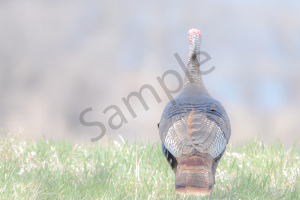 Bird Hunt 24 Photography Art | Photos By Regan