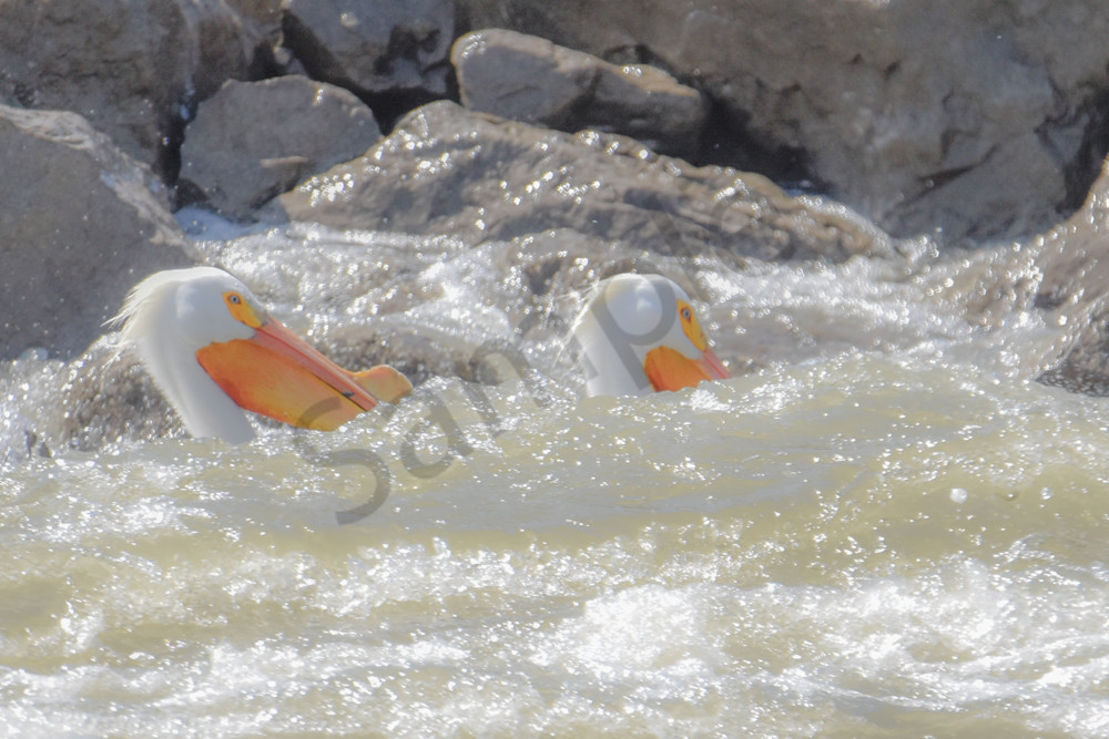 Bird Hunt 39 Photography Art | Photos By Regan