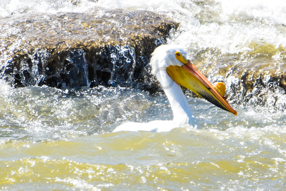 Bird Hunt 36 Photography Art | Photos By Regan