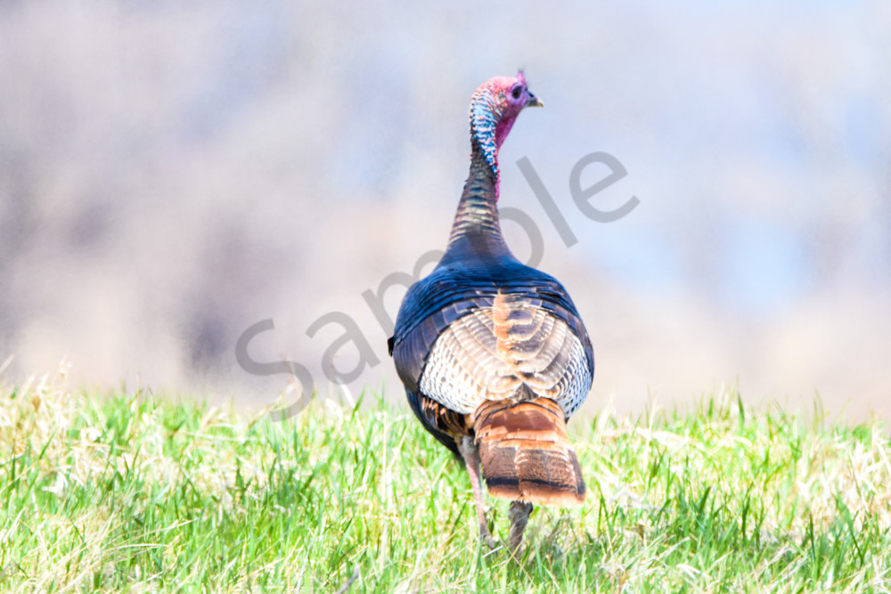 Bird Hunt 23 Photography Art | Photos By Regan