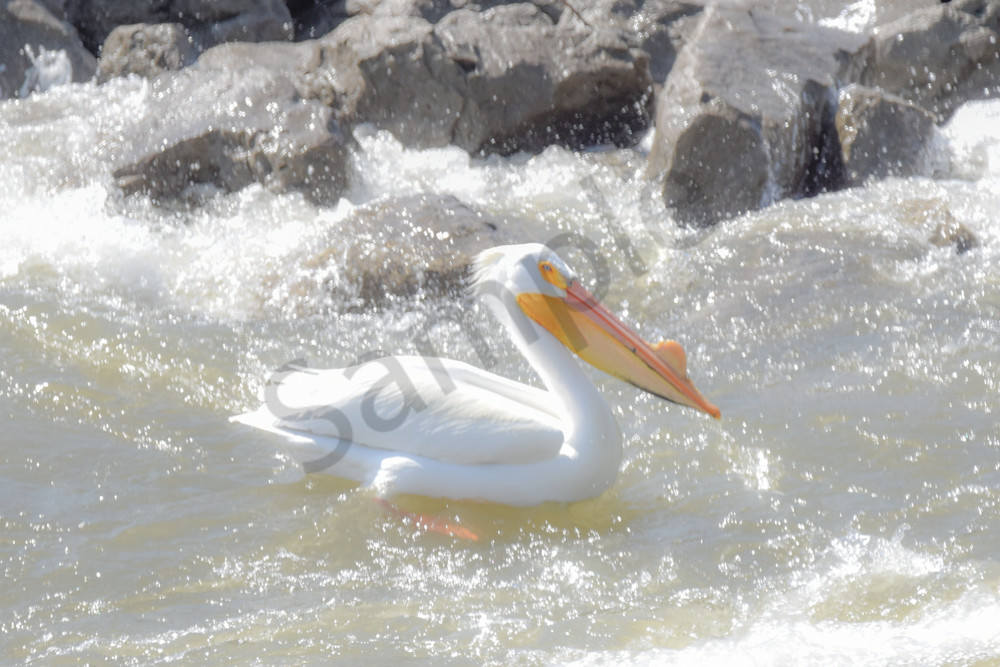 Bird Hunt 40 Photography Art | Photos By Regan