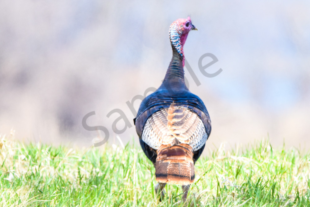 Bird Hunt 22 Photography Art | Photos By Regan