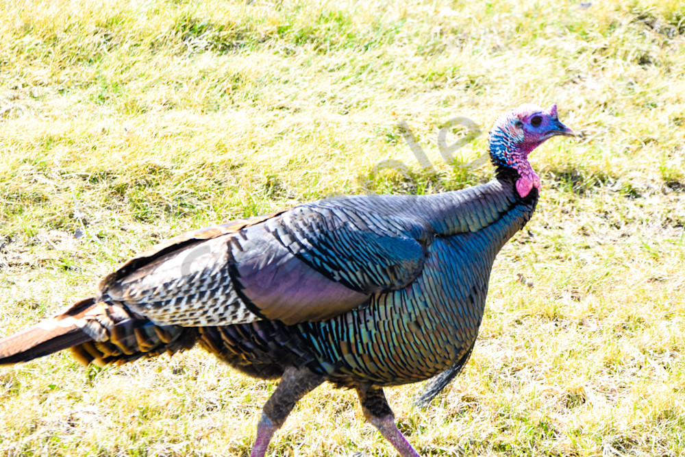 Bird Hunt 34 Photography Art | Photos By Regan