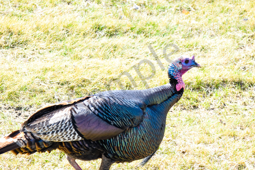 Bird Hunt 35 Photography Art | Photos By Regan