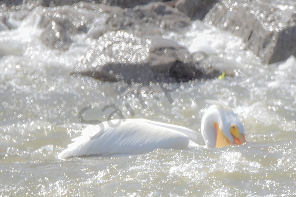 Bird Hunt 50 Photography Art | Photos By Regan