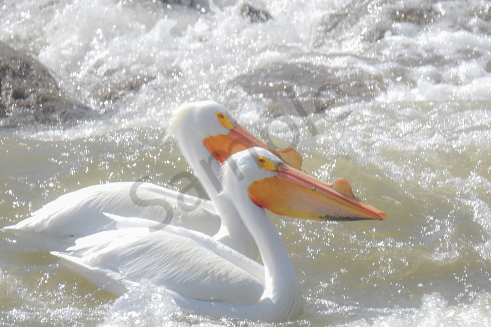 Bird Hunt 51 Photography Art | Photos By Regan