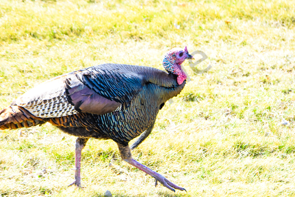 Bird Hunt 33 Photography Art | Photos By Regan