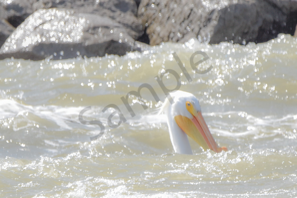 Bird Hunt 49 Photography Art | Photos By Regan