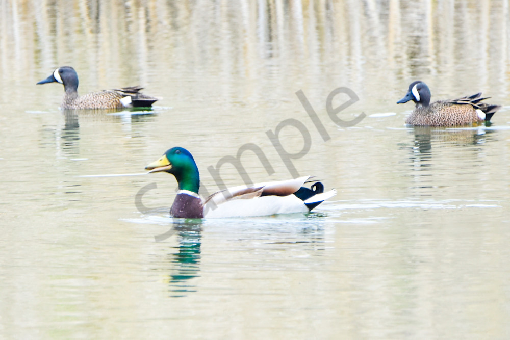 Bird Hunt 16 Photography Art | Photos By Regan