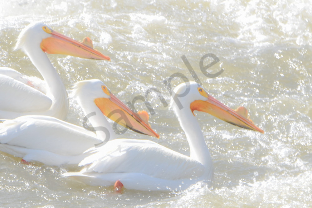 Bird Hunt 53 Photography Art | Photos By Regan