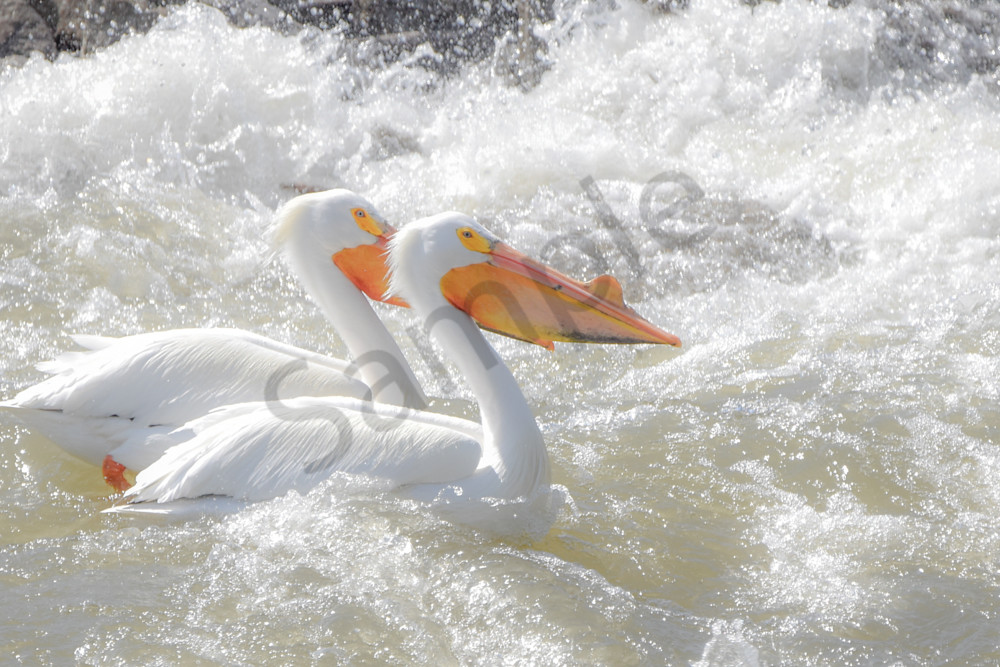 Bird Hunt 52 Photography Art | Photos By Regan