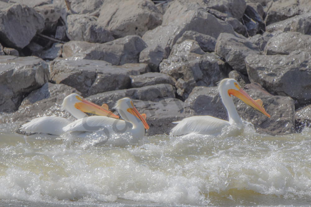 Bird Hunt 56 Photography Art | Photos By Regan