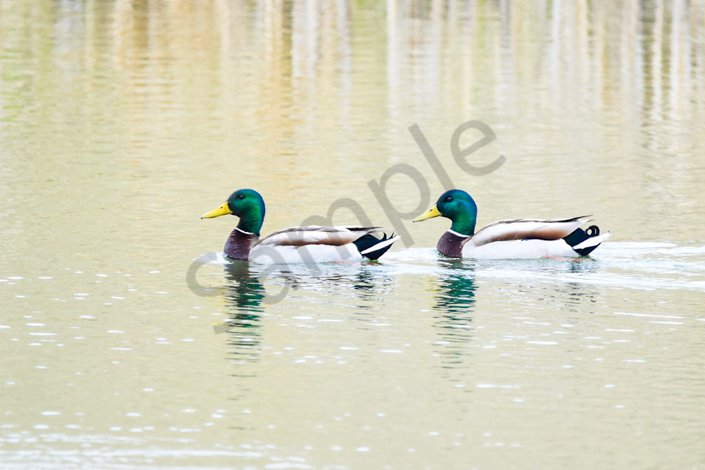 Bird Hunt 13 Photography Art | Photos By Regan