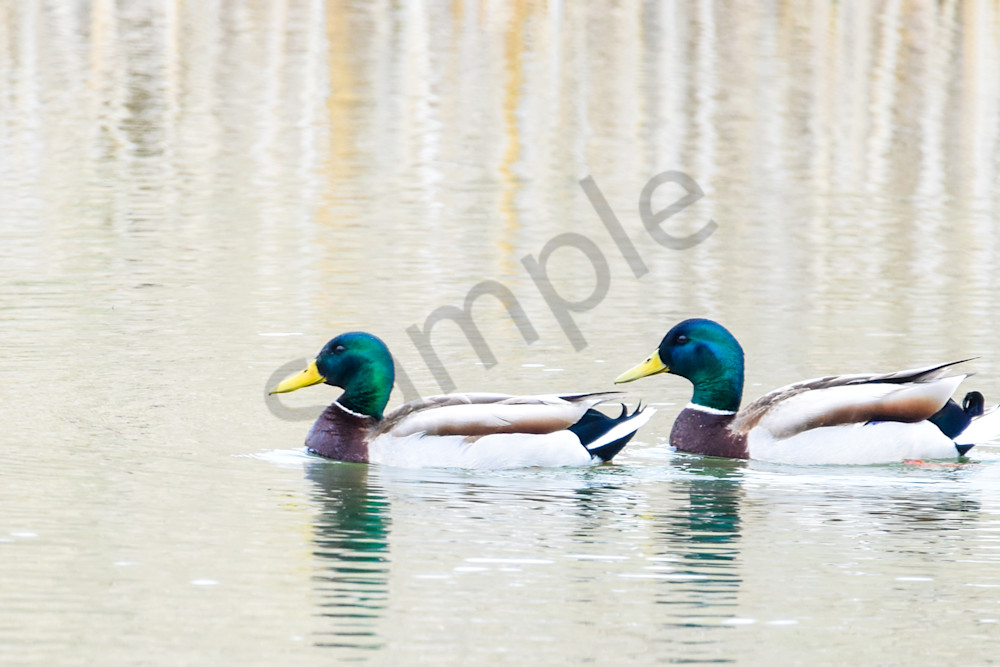 Bird Hunt 15 Photography Art | Photos By Regan