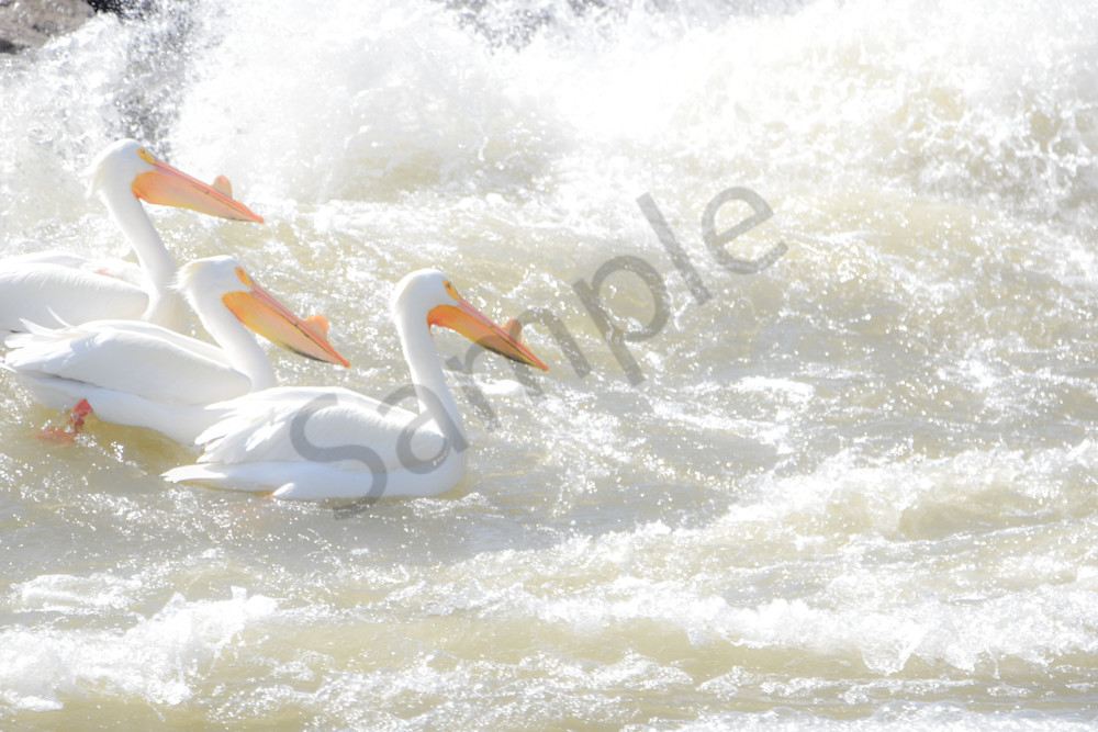 Bird Hunt 54 Photography Art | Photos By Regan