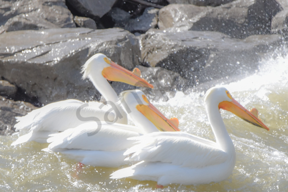 Bird Hunt 55 Photography Art | Photos By Regan