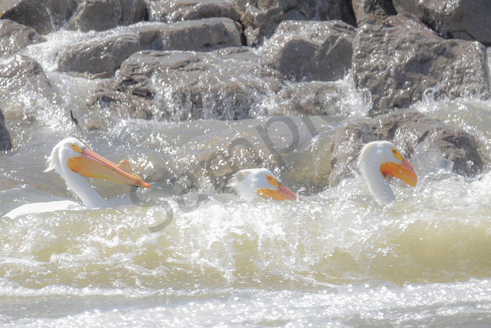 Bird Hunt 57 Photography Art | Photos By Regan