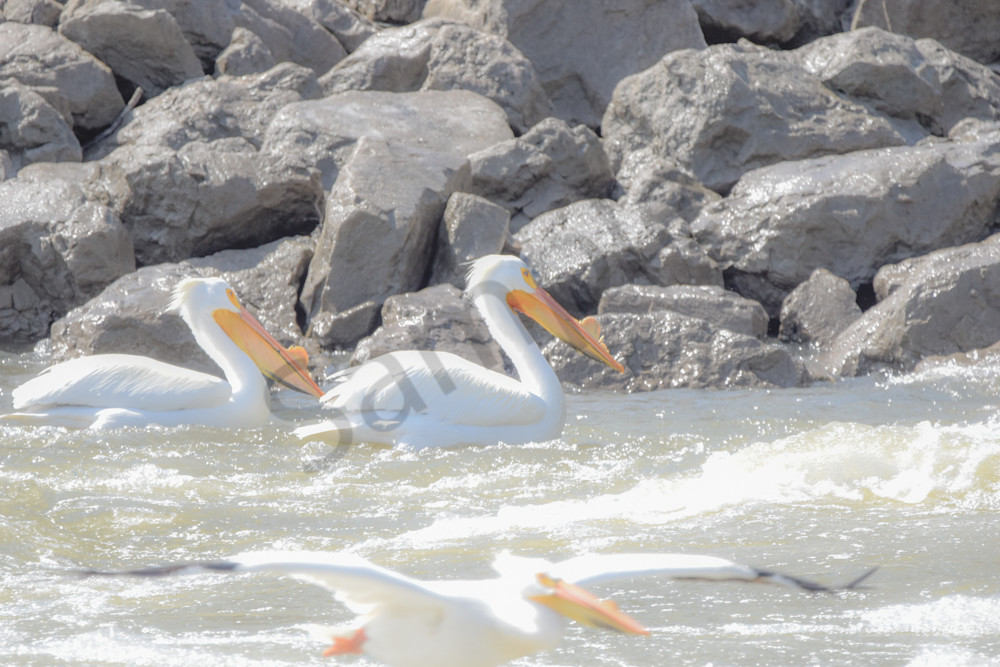 Bird Hunt 60 Photography Art | Photos By Regan