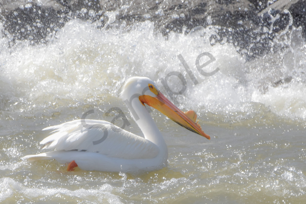 Bird Hunt 59 Photography Art | Photos By Regan