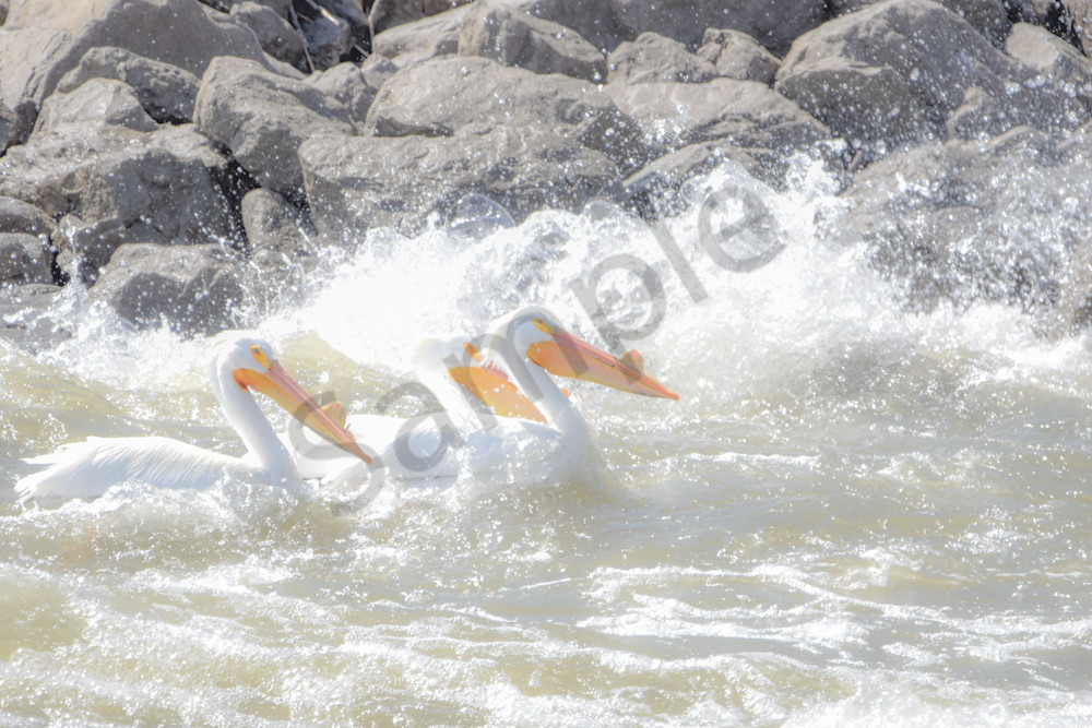 Bird Hunt 62 Photography Art | Photos By Regan