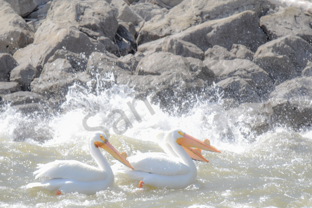 Bird Hunt 61 Photography Art | Photos By Regan