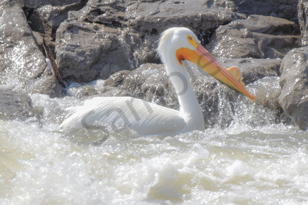 Bird Hunt 64 Photography Art | Photos By Regan