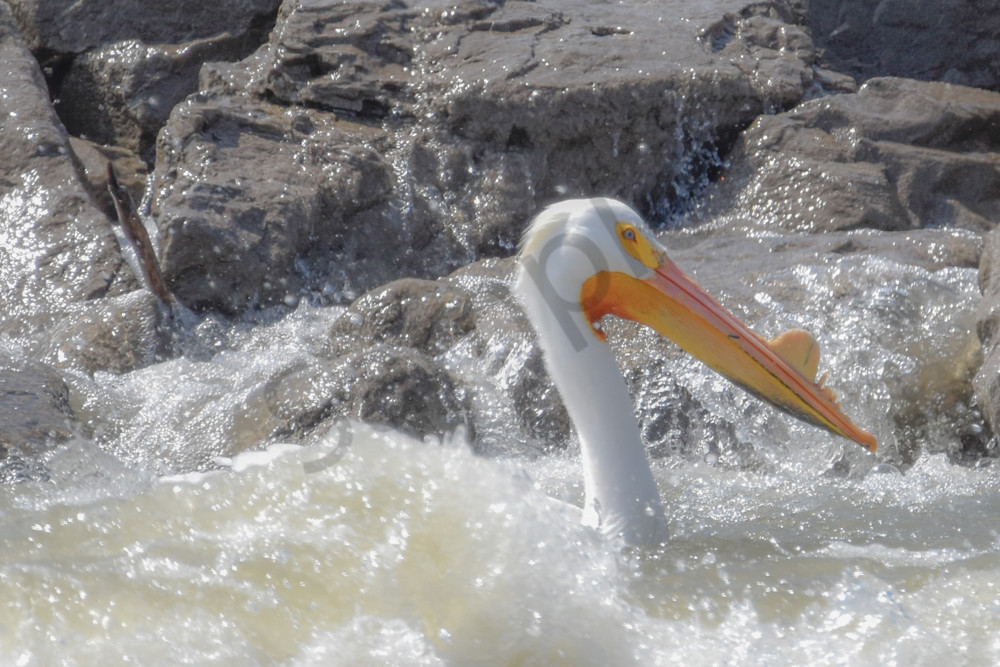 Bird Hunt 65 Photography Art | Photos By Regan