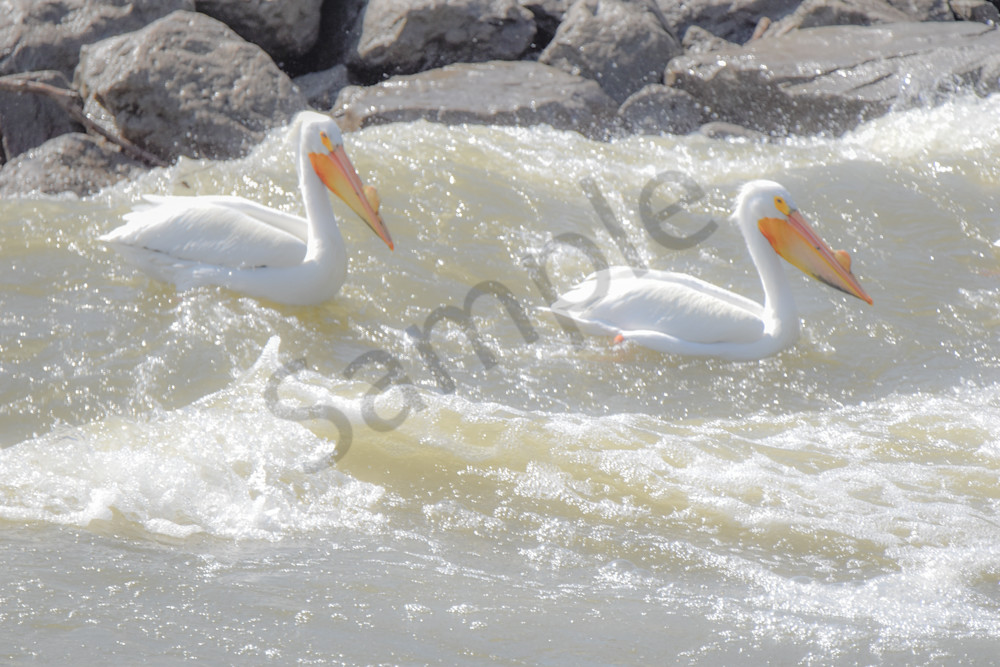 Bird Hunt 58 Photography Art | Photos By Regan