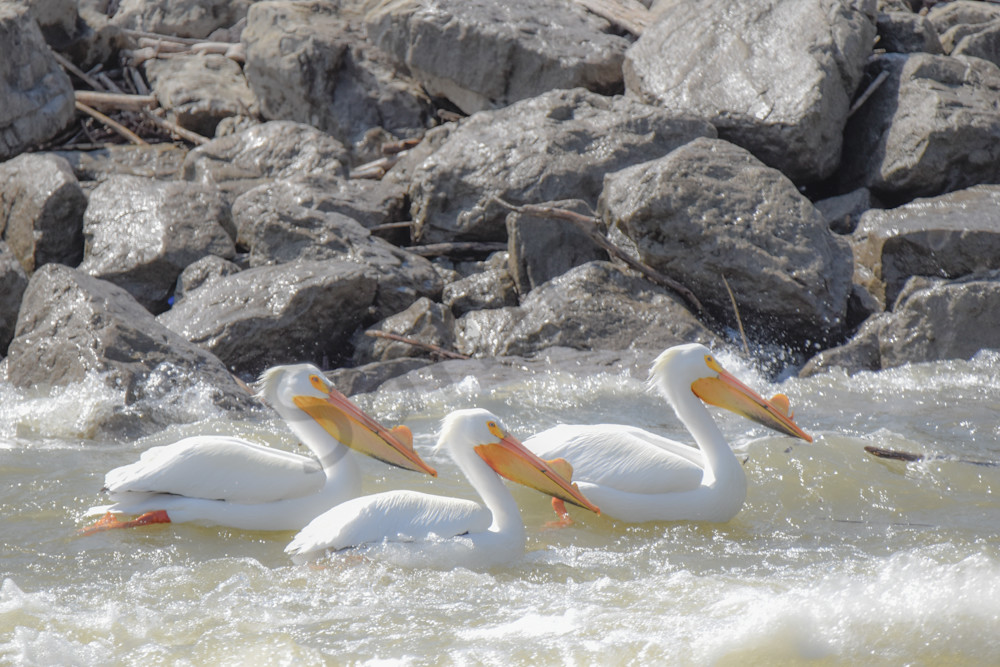 Bird Hunt 63 Photography Art | Photos By Regan