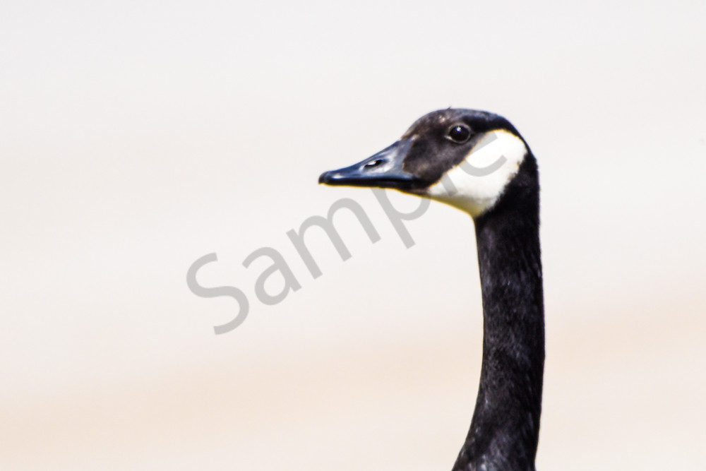 Bird Hunt 67 Photography Art | Photos By Regan