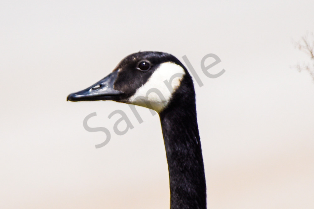 Bird Hunt 68 Photography Art | Photos By Regan