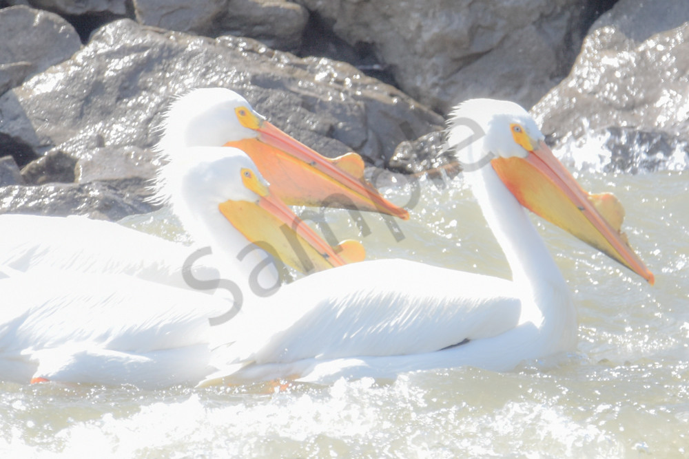 Bird Hunt 66 Photography Art | Photos By Regan