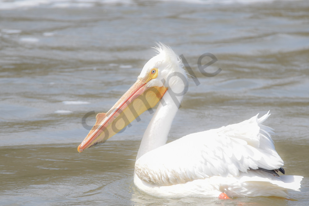 Bird Hunt 69 Photography Art | Photos By Regan