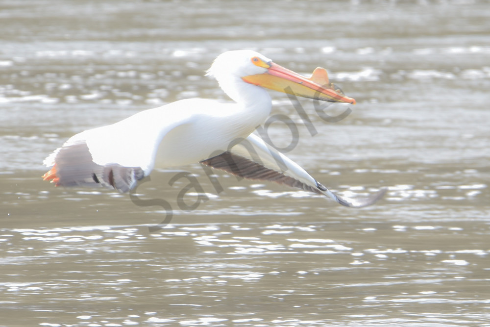 Bird Hunt 72 Photography Art | Photos By Regan