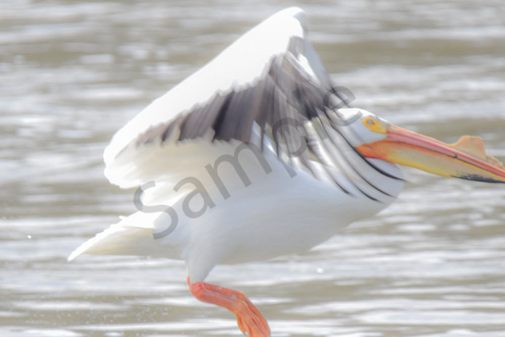 Bird Hunt 73 Photography Art | Photos By Regan