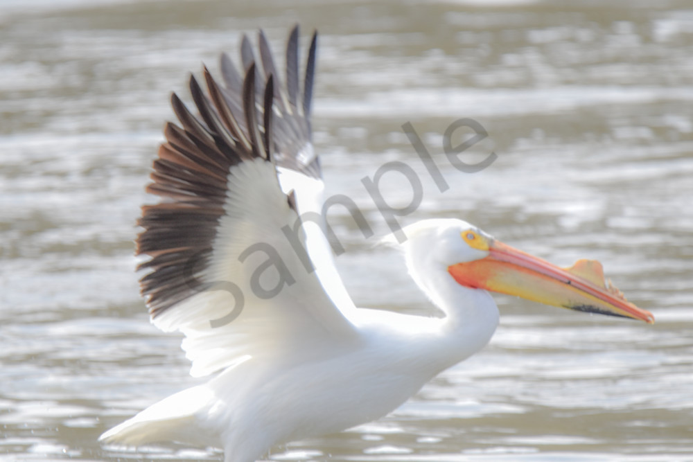 Bird Hunt 74 Photography Art | Photos By Regan