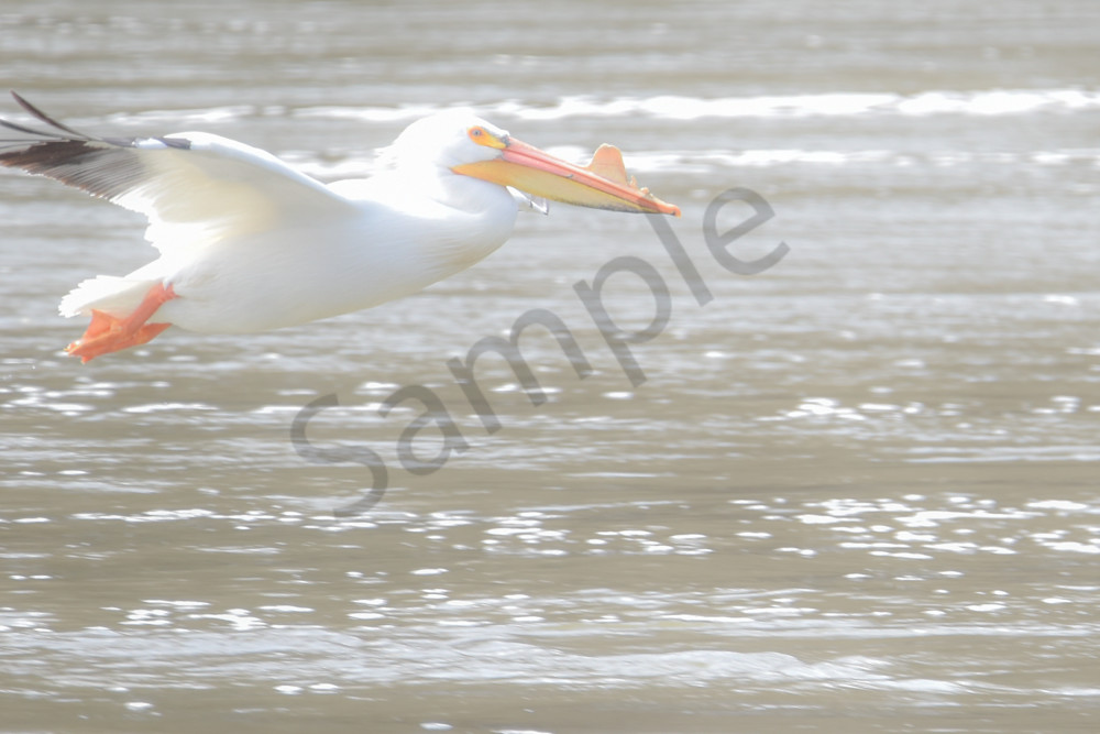 Bird Hunt 71 Photography Art | Photos By Regan