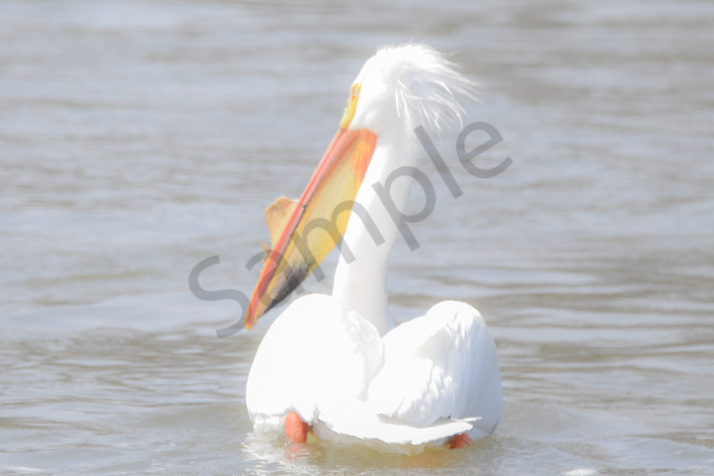 Bird Hunt 75 Photography Art | Photos By Regan