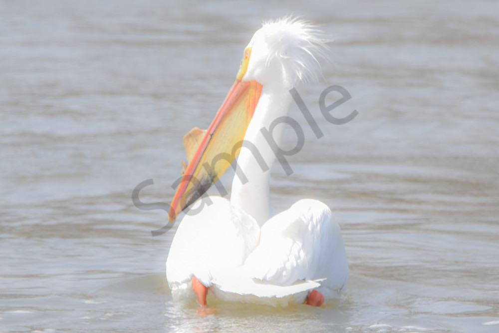 Bird Hunt 76 Photography Art | Photos By Regan