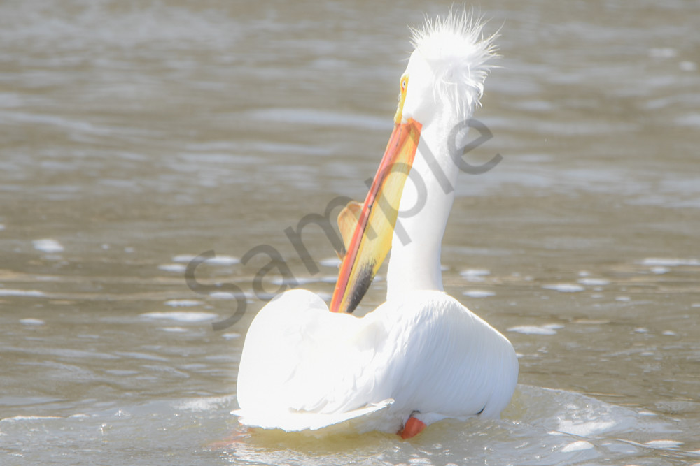 Bird Hunt 77 Photography Art | Photos By Regan