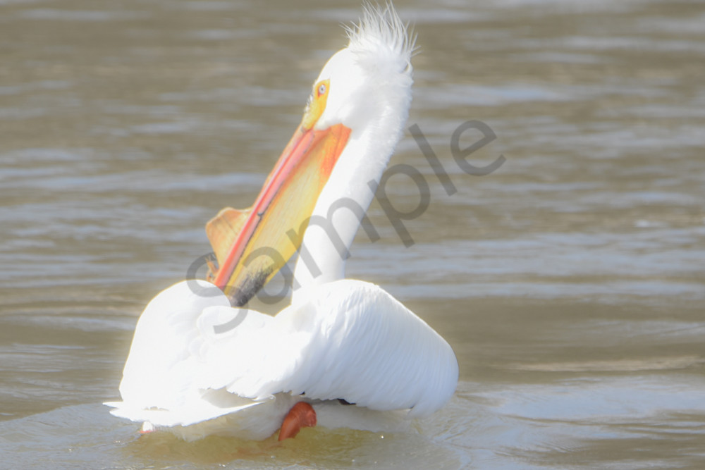 Bird Hunt 80 Photography Art | Photos By Regan