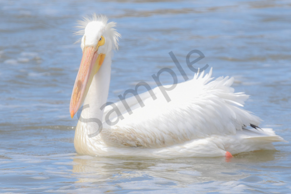 Bird Hunt 70 Photography Art | Photos By Regan