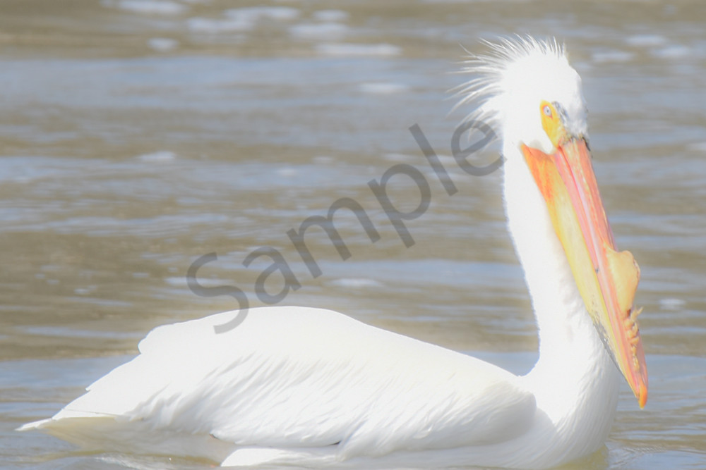 Bird Hunt 81 Photography Art | Photos By Regan