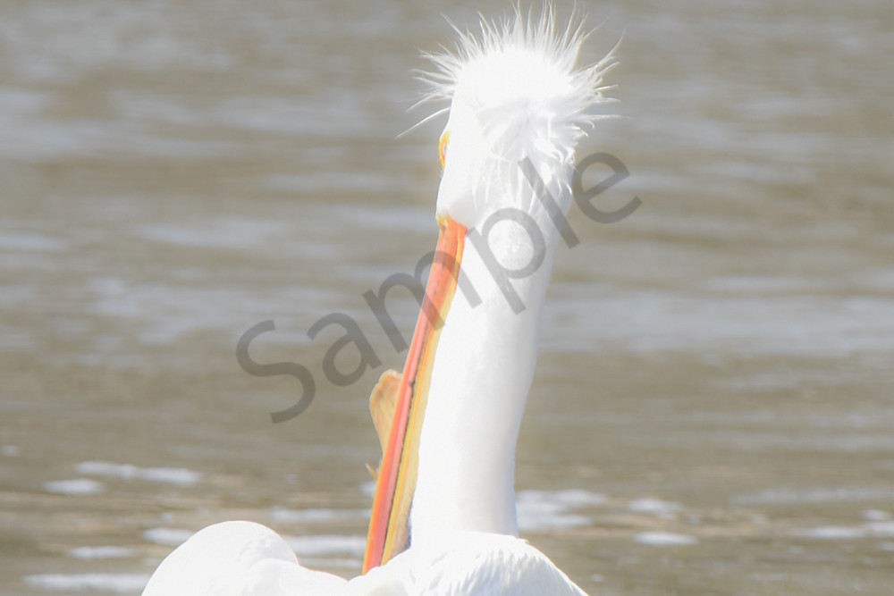 Bird Hunt 78 Photography Art | Photos By Regan