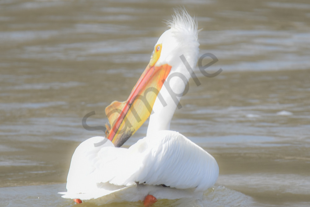 Bird Hunt 79 Photography Art | Photos By Regan