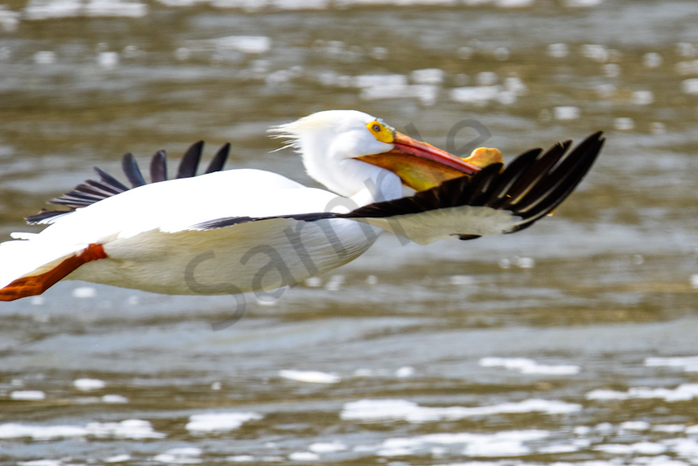 Bird Hunt 83 Photography Art | Photos By Regan