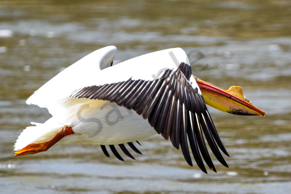 Bird Hunt 84 Photography Art | Photos By Regan