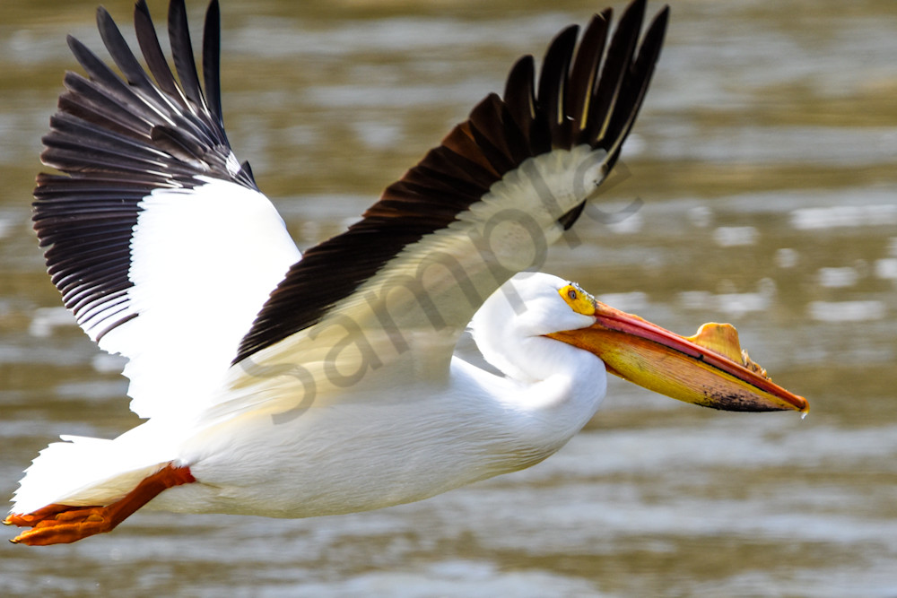 Bird Hunt 85 Photography Art | Photos By Regan