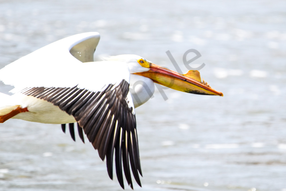 Bird Hunt 87 Photography Art | Photos By Regan